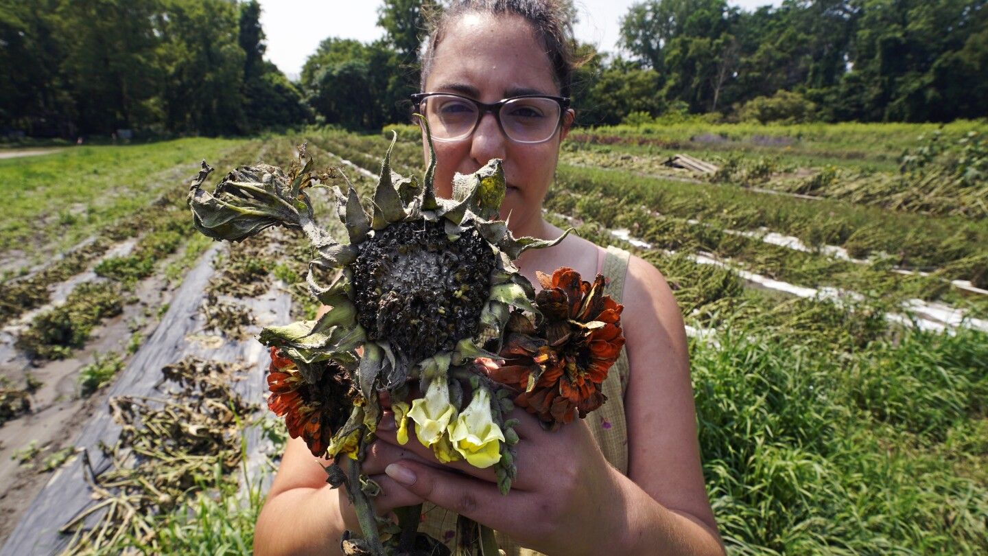 Northeast floods devastate farmers as crops are swept away