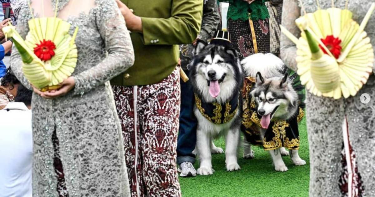 Deux Indonésiennes font polémique en organisant un somptueux mariage pour leurs chiens