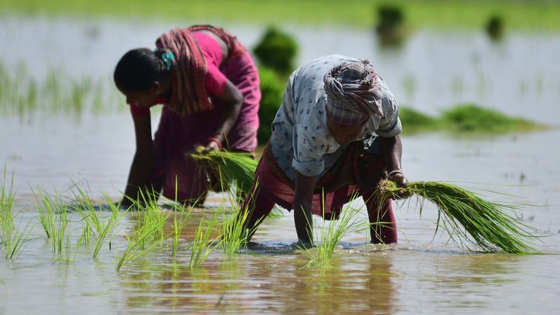 India triggers inflation fears after imposing major rice export ban