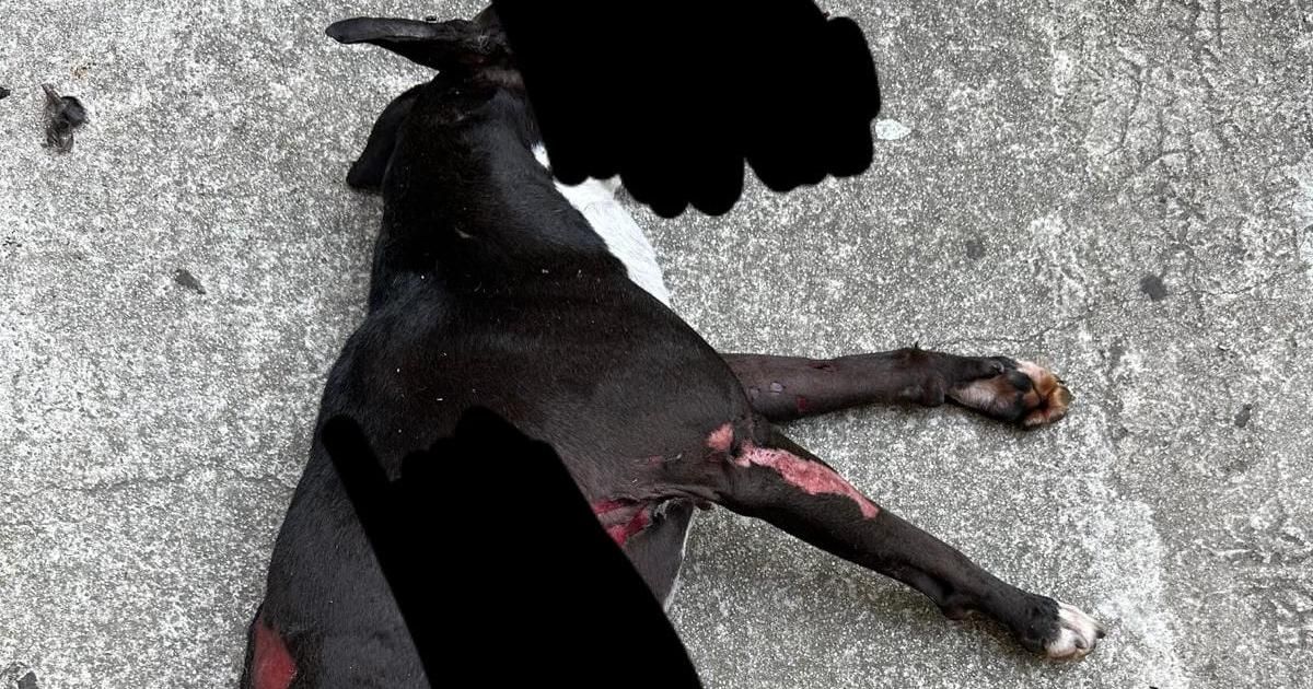 Brûlé, mutilé et torturé : à Nice, le calvaire d’un chien retrouvé mort sur le pas d’une porte