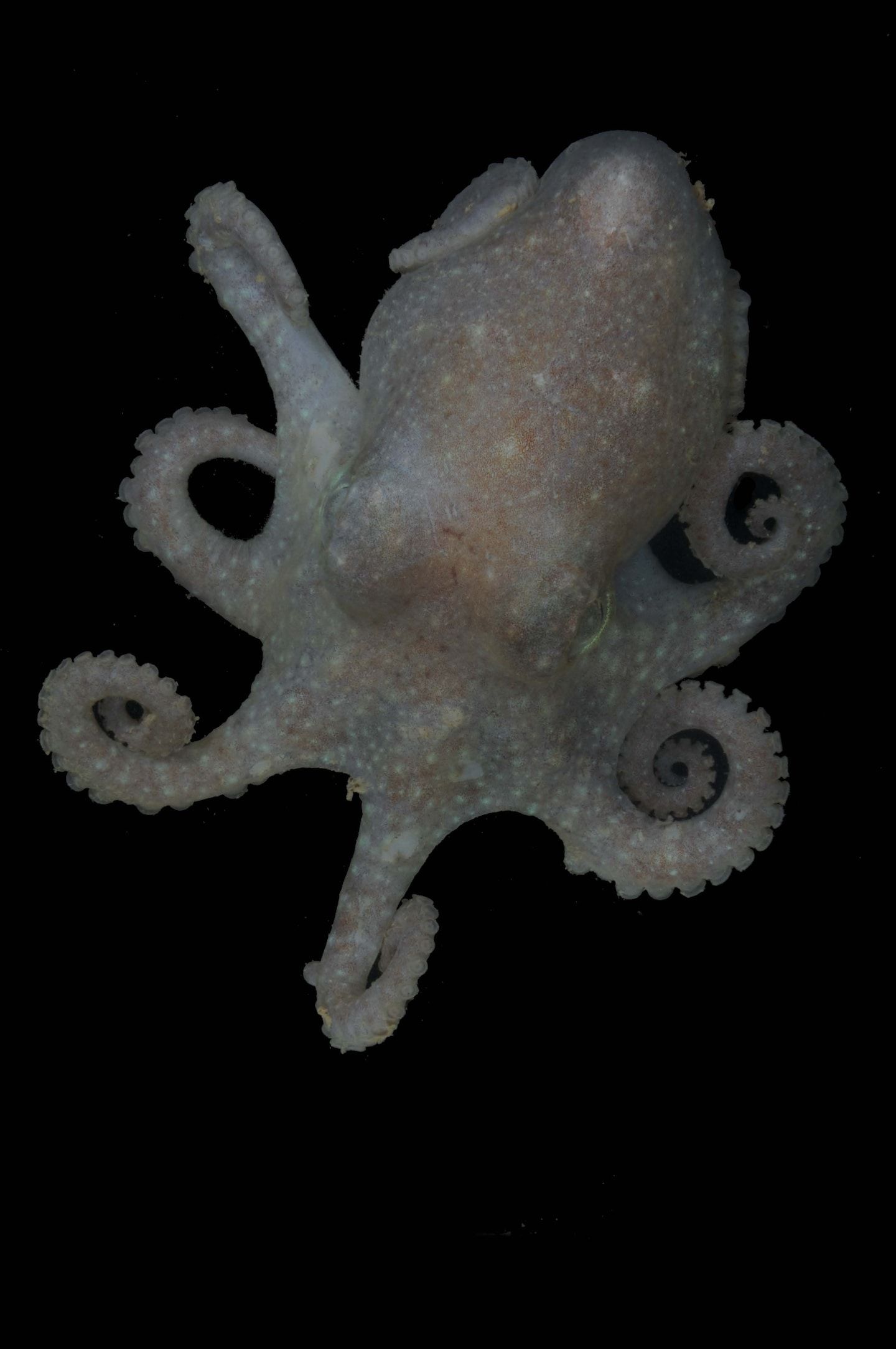 Octopuses help solve a long-standing mystery of West Antarctica demise