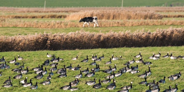 Concern grows as bird flu spreads further in US cows: 32 herds in 8 states