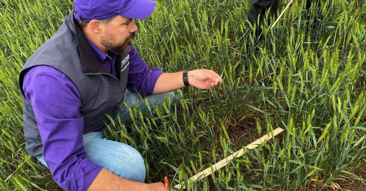 Kansas farmers abandon wheat fields after extreme drought