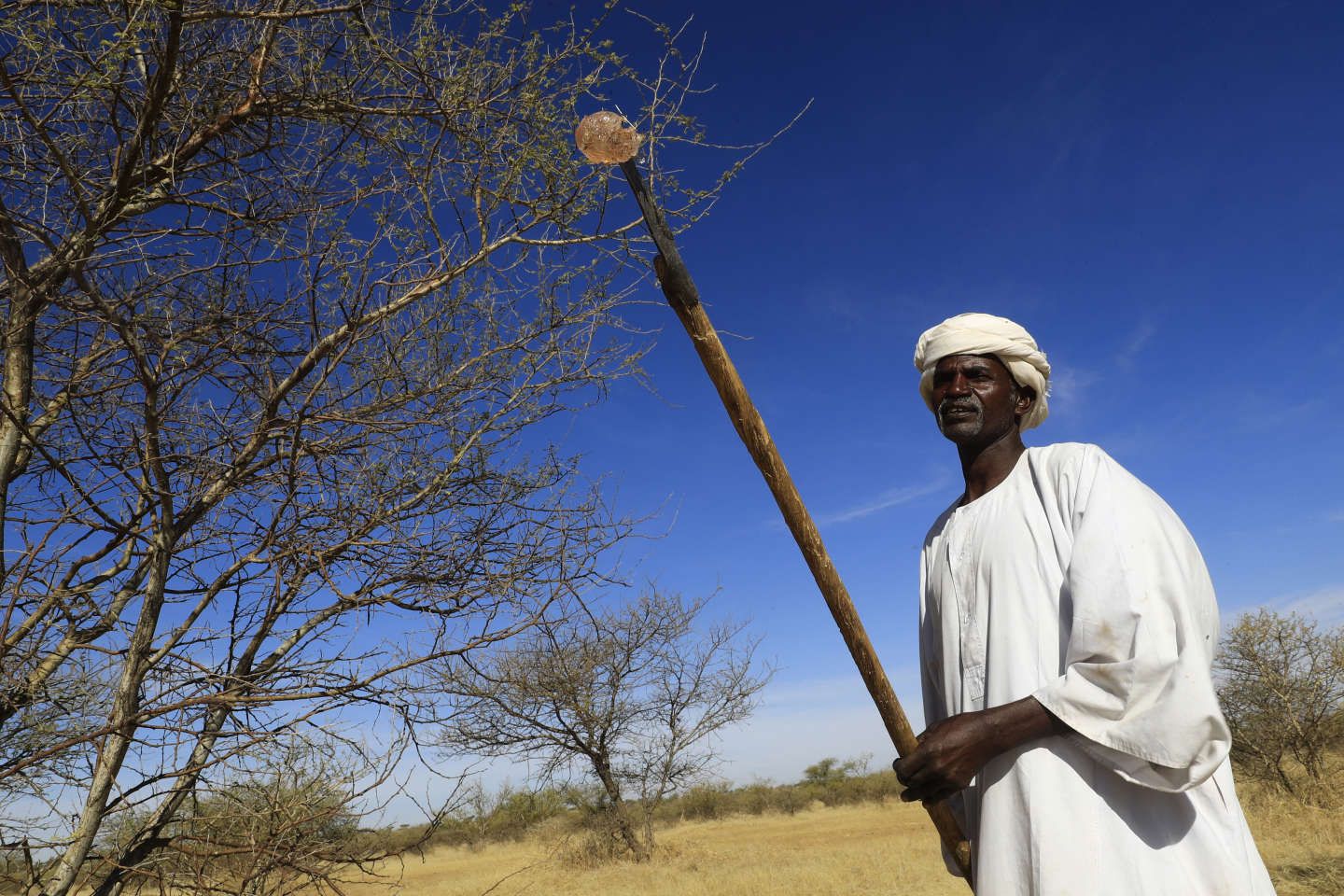 Au Soudan, la culture de la gomme arabique menacée par la guerre