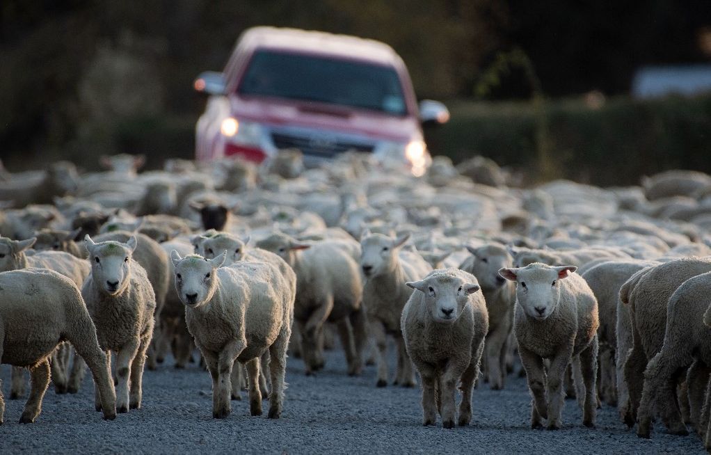 La Nouvelle-Zélande compte moins de cinq moutons par habitant, une proportion au plus bas