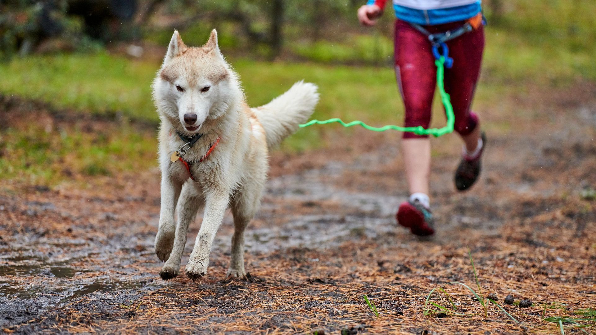 Les 7 races de chiens les plus sportives et énergiques pour les amateurs d'activités plein air