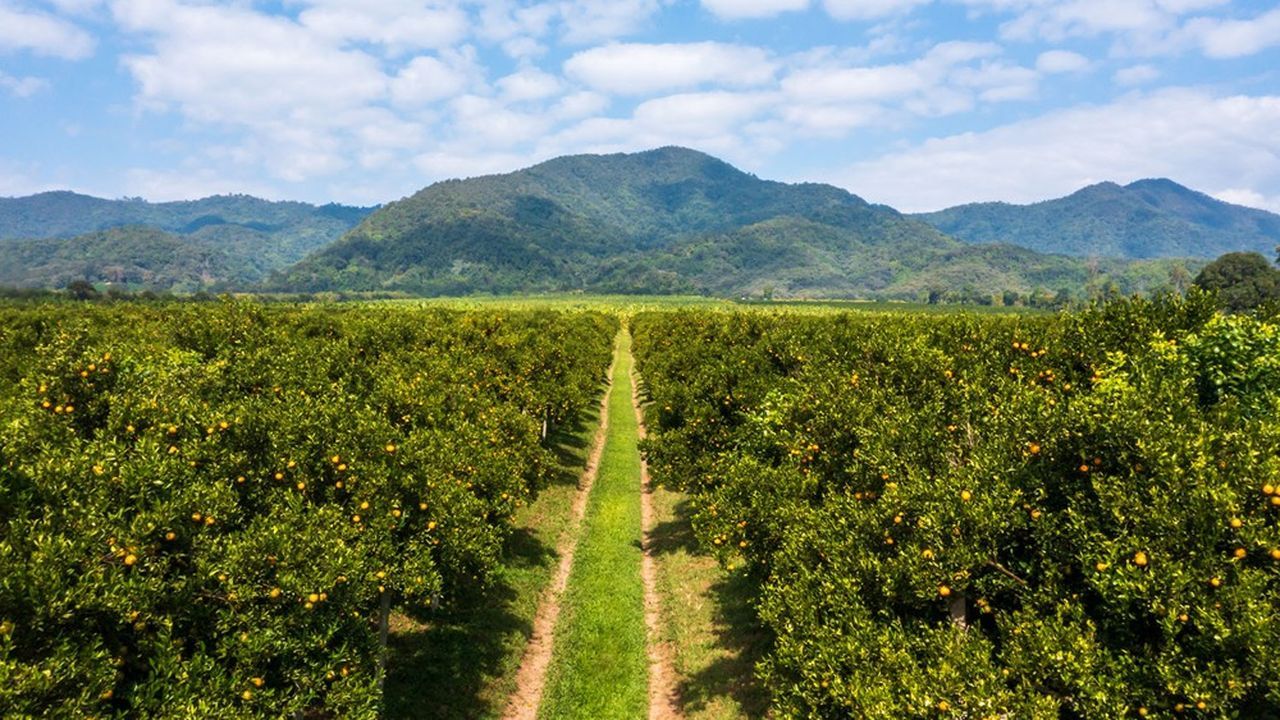 Les traders se ruent sur le jus d'orange, plus rentable que le pétrole