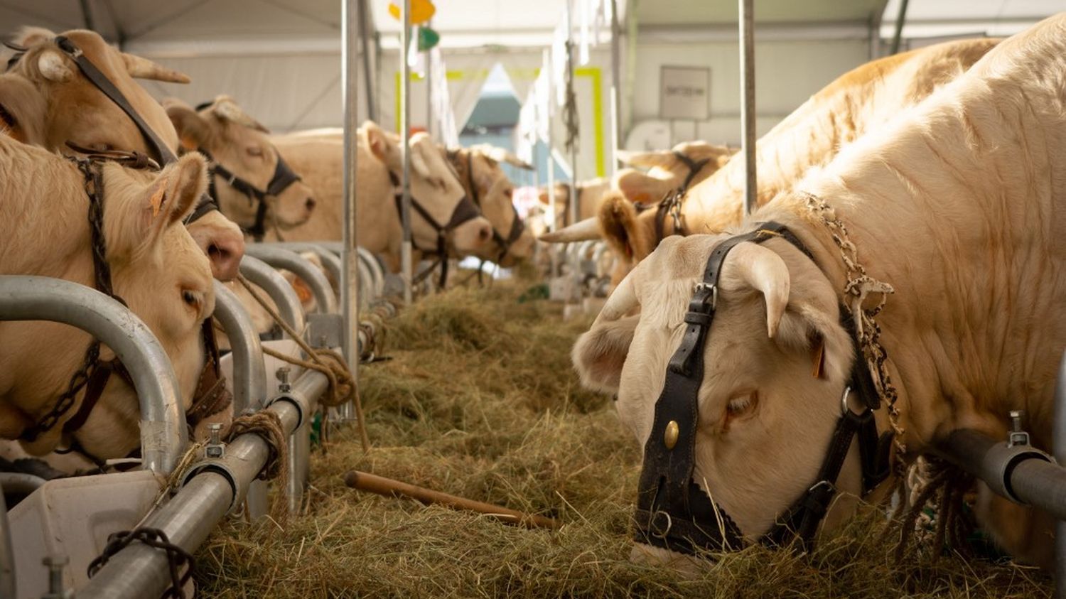 Réchauffement climatique : pour la Cour des comptes, la France devrait réduire le nombre de vaches élevées dans le pays