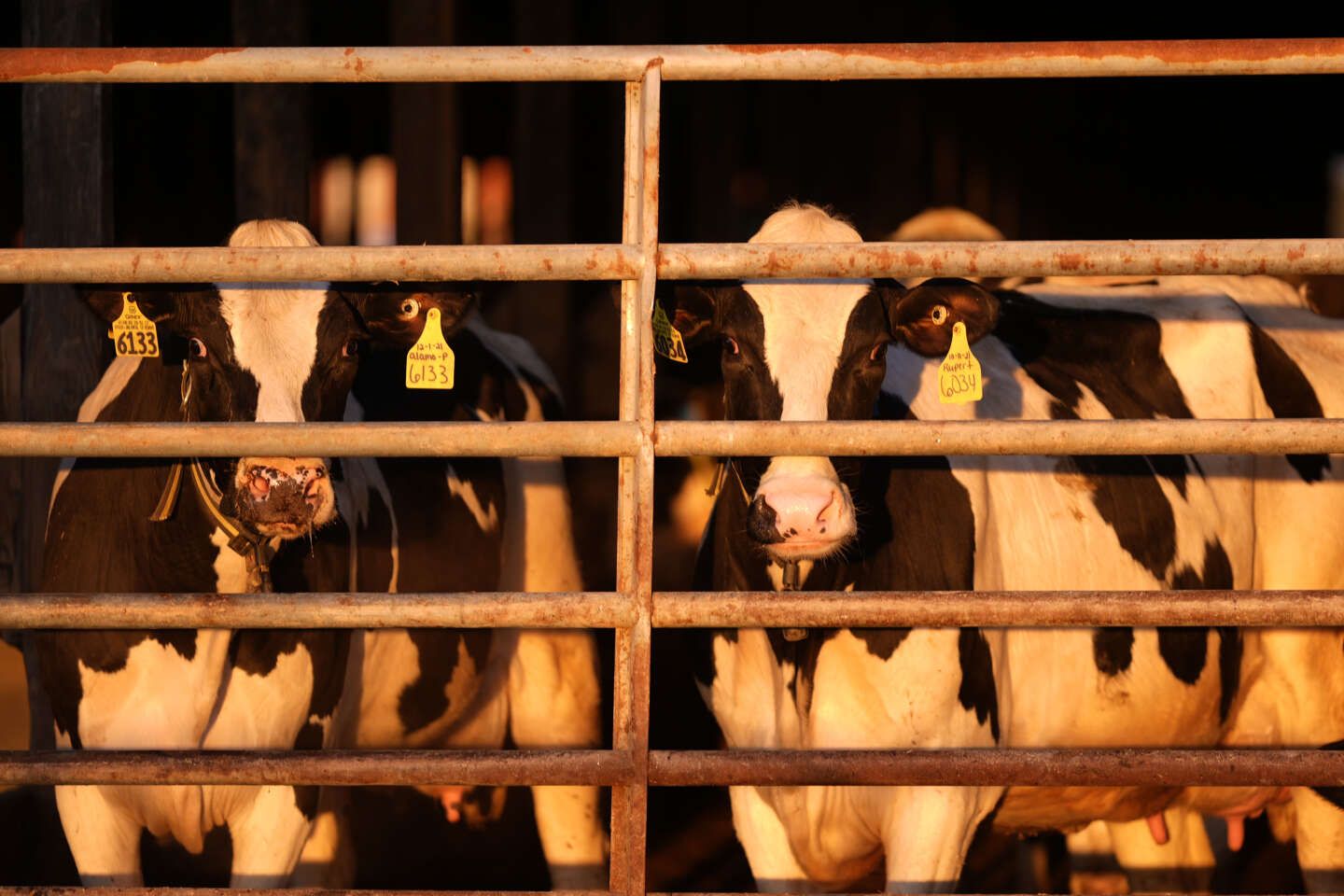 Un deuxième cas humain de grippe aviaire lié à une épidémie chez les vaches détecté aux Etats-Unis