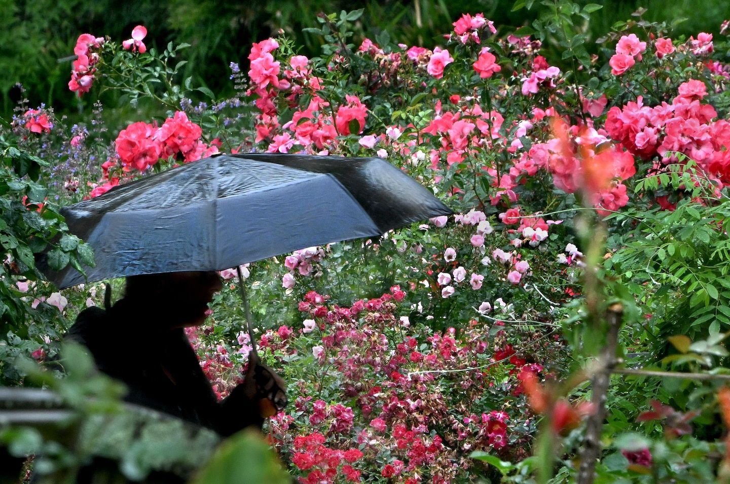 D.C.-area forecast: Spotty showers today, but more downpours to come