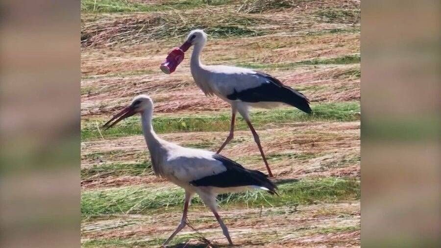 Une fin tragique pour la cigogne au bec coincé dans une canette de Coca-Cola