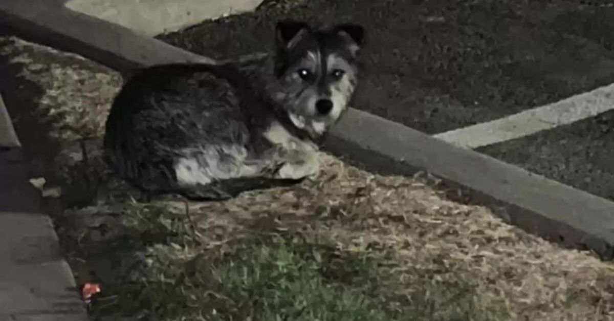 Une chienne au cœur brisé refuse de quitter l’endroit où ses maîtres l’ont abandonnée