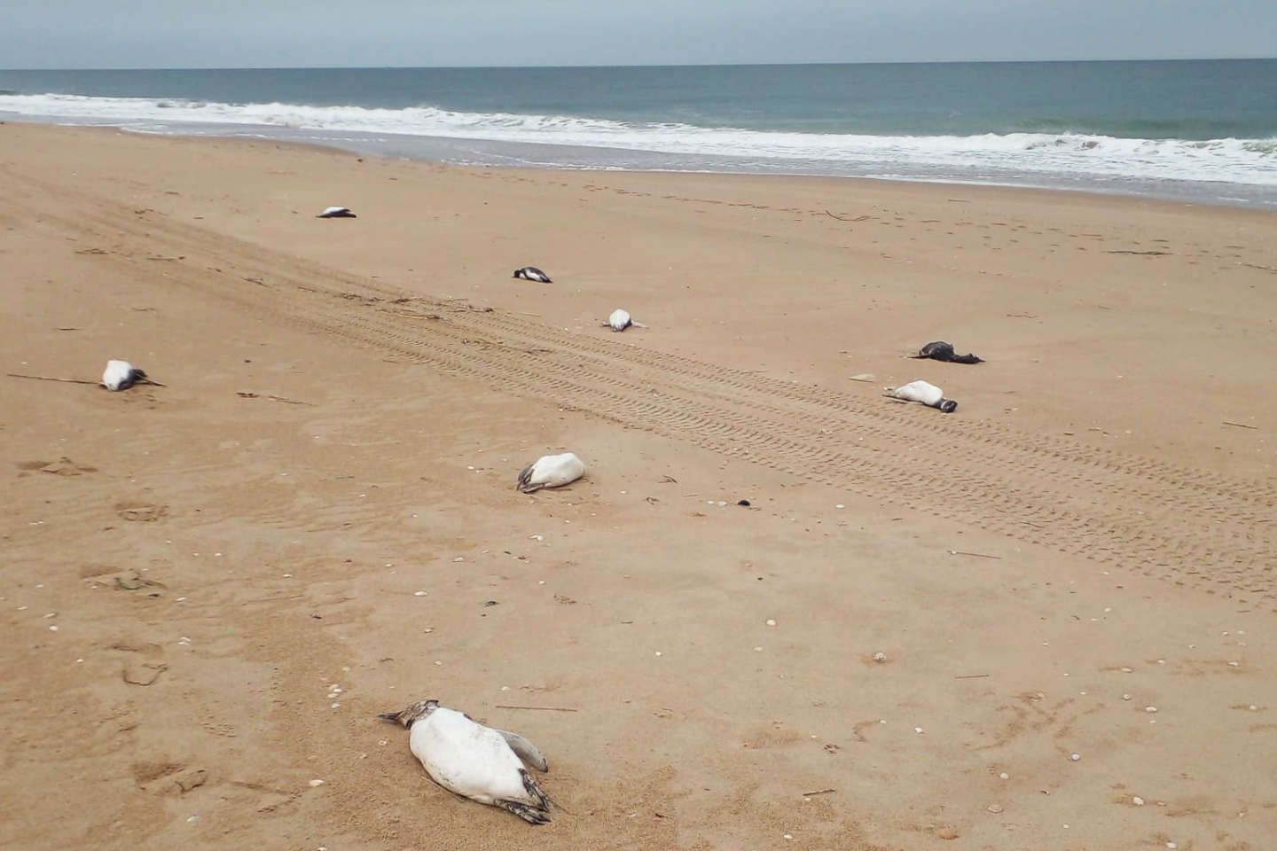 Près de 2 000 manchots retrouvés morts sur des plages en Uruguay