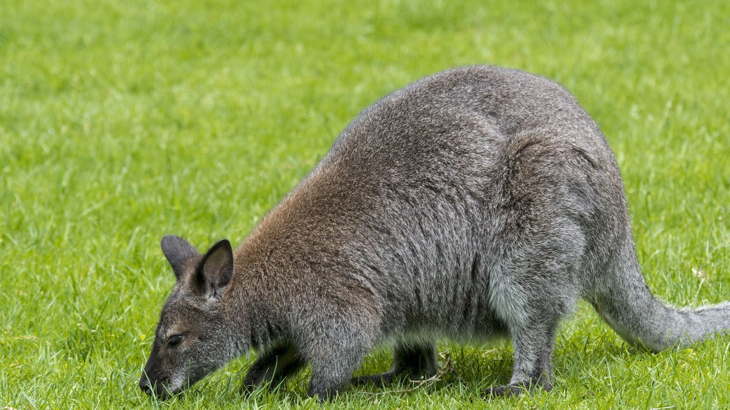 Savoie : un wallaby se promène près du massif de la Chartreuse