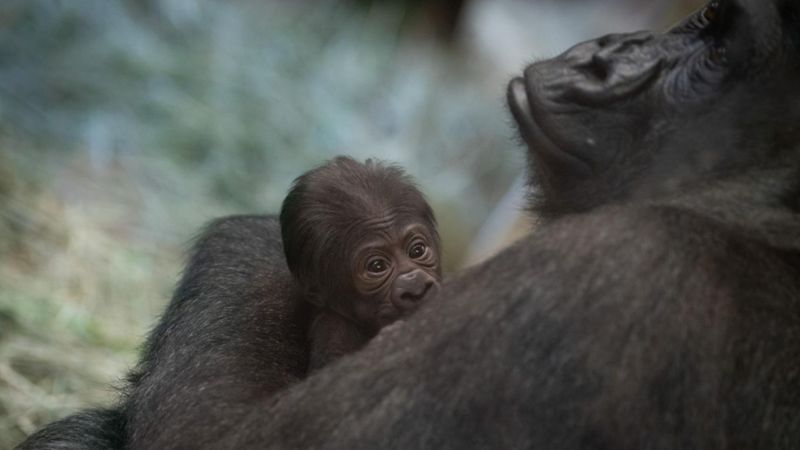 Columbus Zoo thought this gorilla was a male -- then it gave birth to a baby