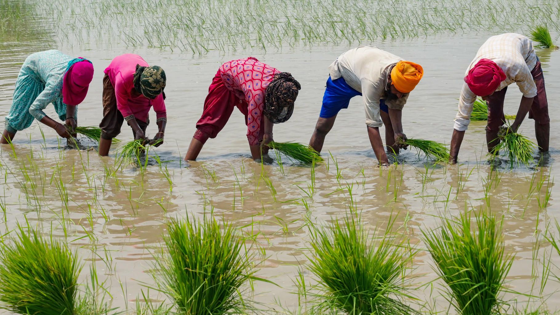 Inde : l’exportation de riz blanc interdite après la mousson violente, des craintes sur les conséquences de cette décision risquent d’être mondiales