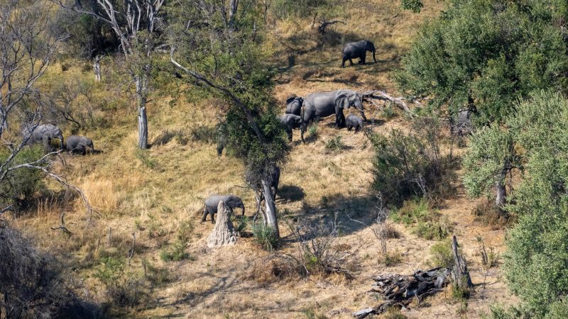 A herd of orphan elephants could be the key to bringing back the woolly mammoth