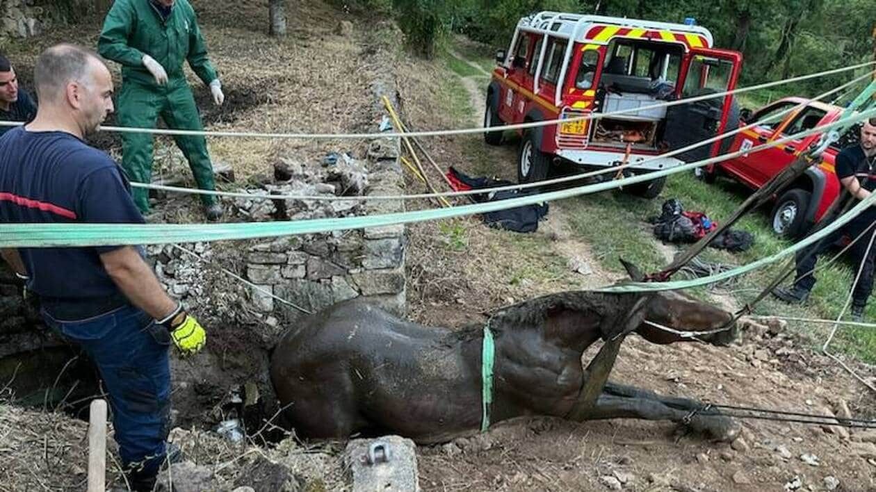 Aveyron. Un cheval tombé dans un puits sauvé par les pompiers