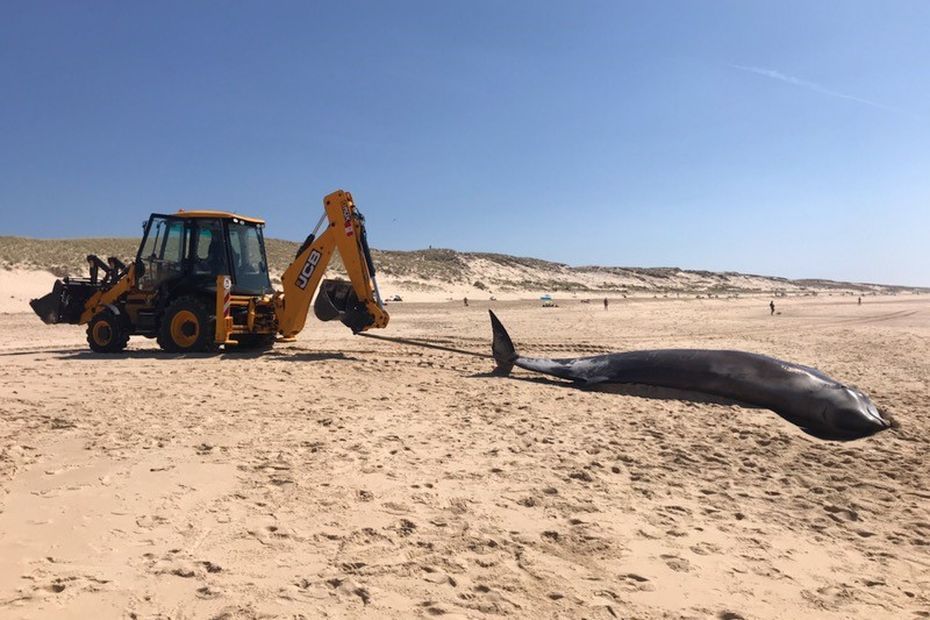 Une baleine des grandes profondeurs s'échoue à Plouarzel dans le Finistère