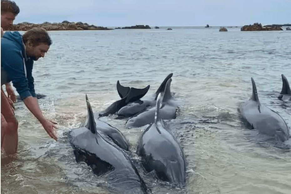 Dauphins, phoques, baleines. Ce qu'il faut faire en cas d'échouage ou de rencontre en mer