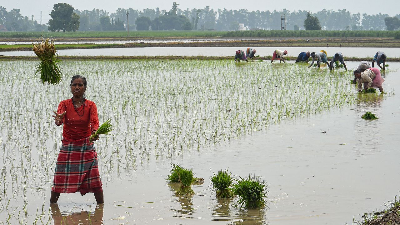 L'Inde interdit l'exportation de riz blanc non basmati : quels risques pour le marché mondial ?