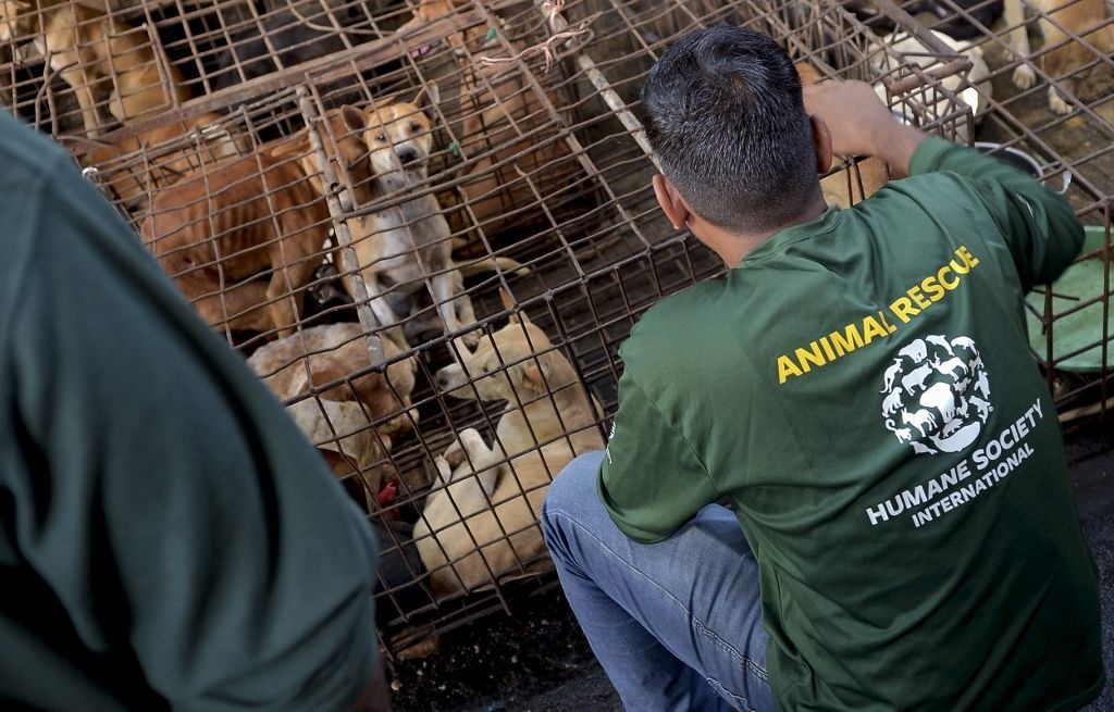 d'interdiction de vente de viande de chat et de chien dans un marché