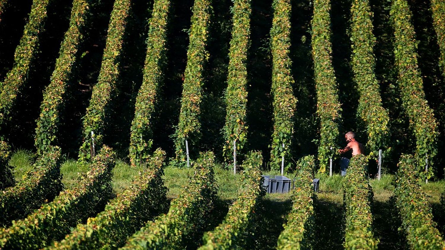 Champagne : deux enquêtes ouvertes pour "traite d'êtres humains"