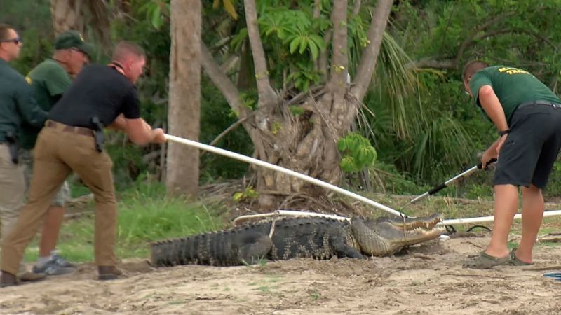 A Florida man's arm was amputated after he was attacked by a 10-foot alligator