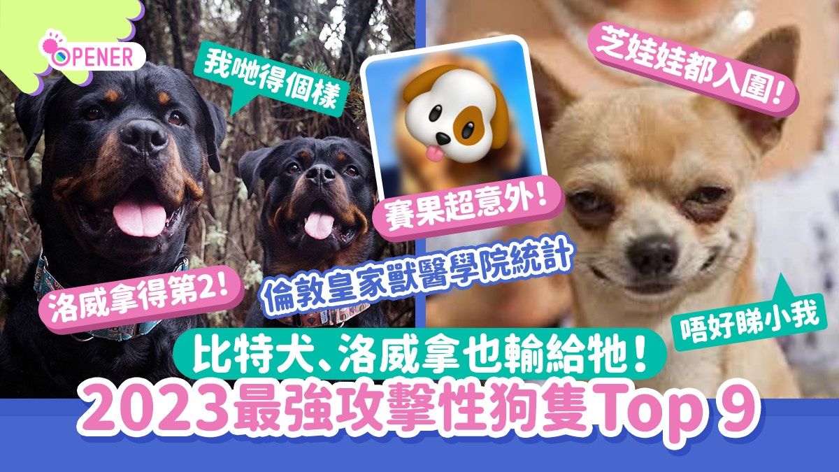 研究揭最強攻擊力狗隻Top 9 芝娃娃入圍！比特犬、洛威拿敗給牠