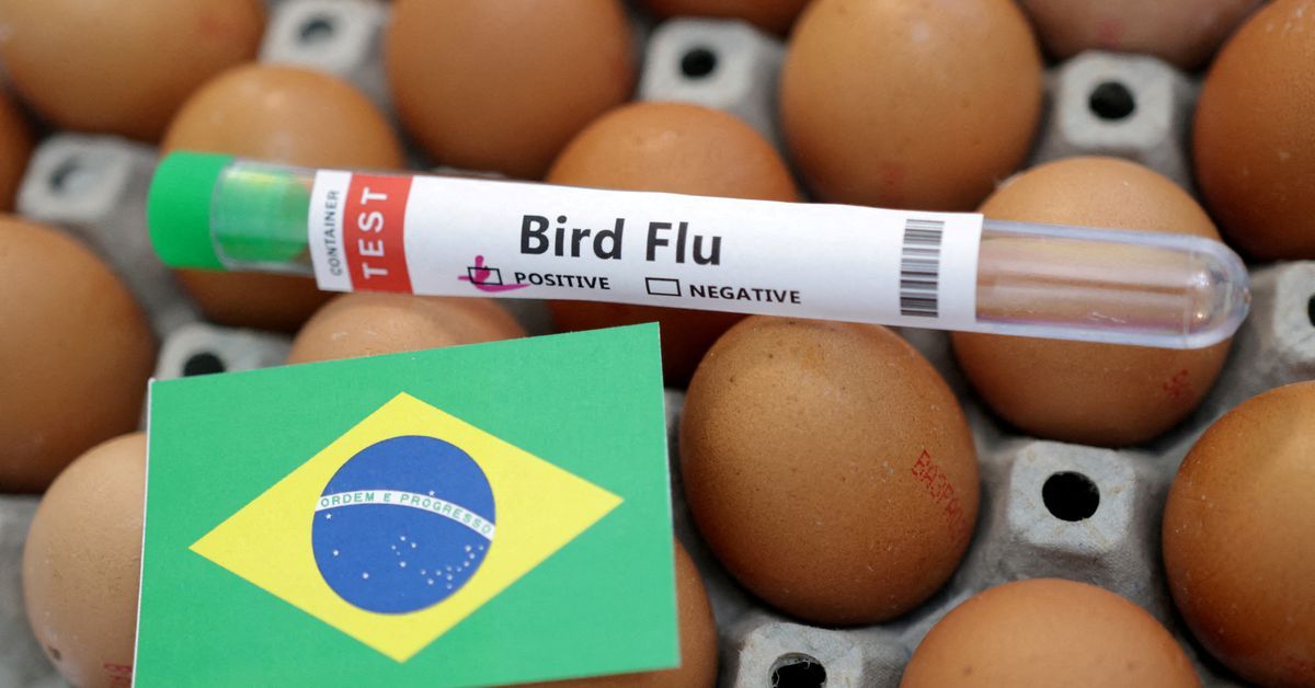 Brazil declares 180-day animal health emergency amid avian flu cases in wild birds