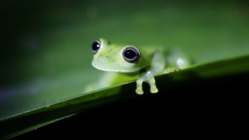 Nearly half the world's species are seeing rapid population declines, new study finds