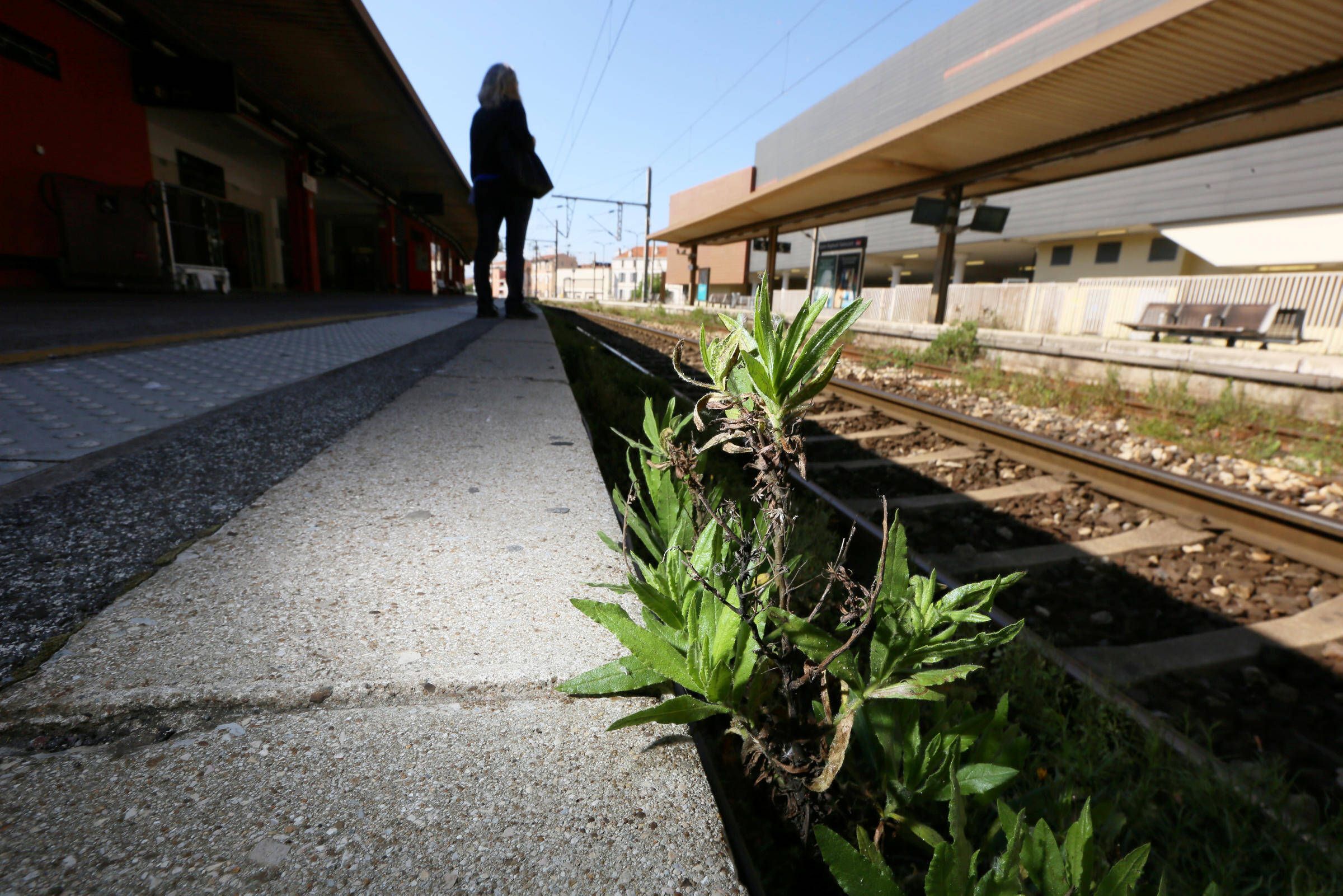 Appel à témoins lancé après la chute mortelle de Maeva d'un TGV dans le Var, enquête ouverte à la SNCF