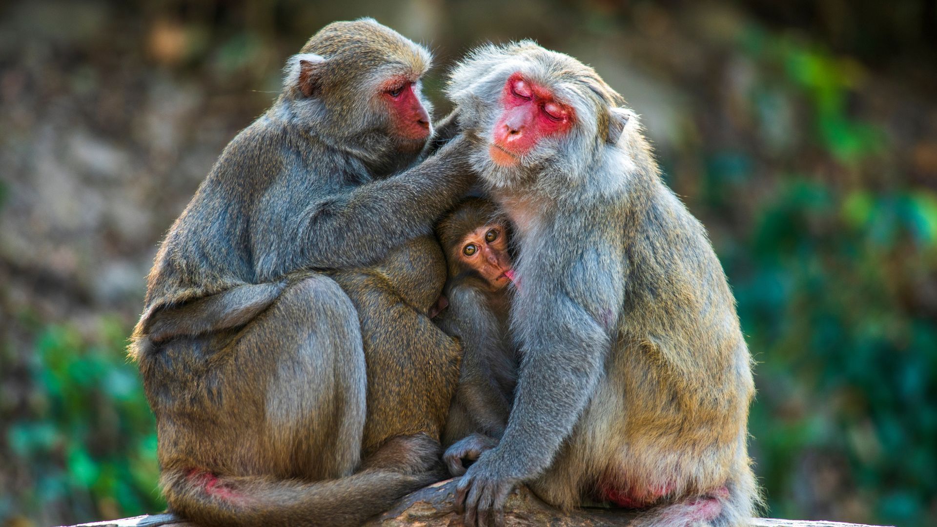 Les animaux les plus insolites et surprenants commençant par la lettre M