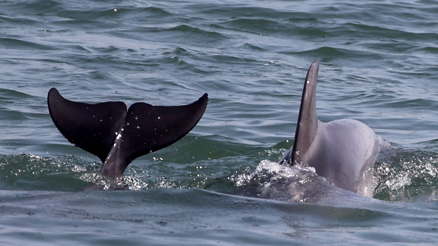 Guerre en Ukraine : la Russie utilise des dauphins pour protéger sa base militaire de Sébastopol, selon le renseignement britannique