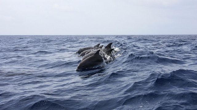 Des dauphins protègent la base russe de Sébastopol