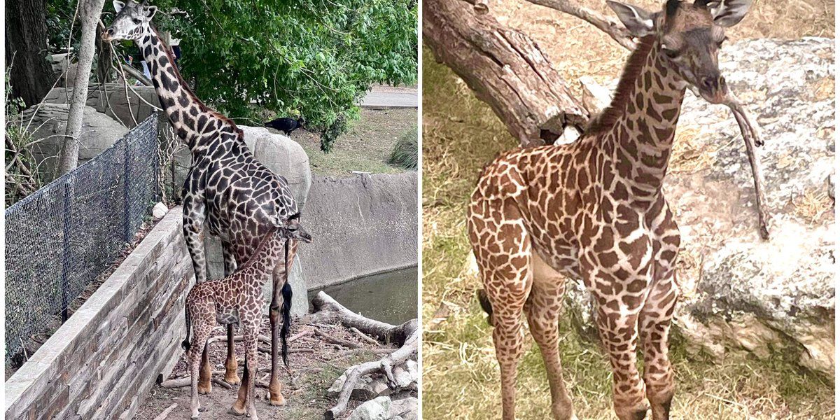 Cameron Park Zoo grieves death of baby giraffe Zuri