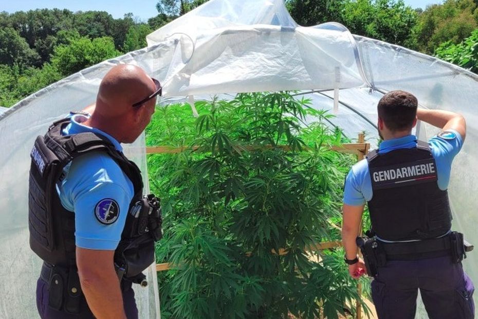 Cannabis. 406 pieds de cannabis et deux kilos de têtes d'herbe séchée : un homme condamné à Lorient