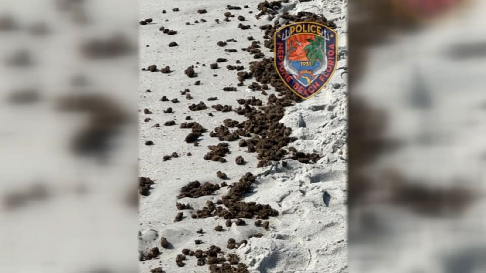 Mystery marijuana washes up on Florida beach puzzling beachgoers