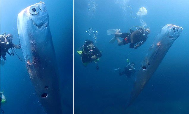 Scuba divers film ominous encounter with giant oarfish... which are said to only appear before an