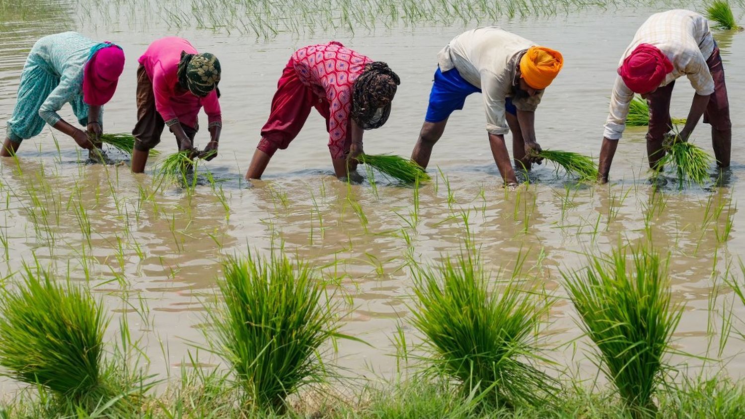 Quatre questions sur l'arrêt des exportations de riz blanc non basmati décidé par l'Inde