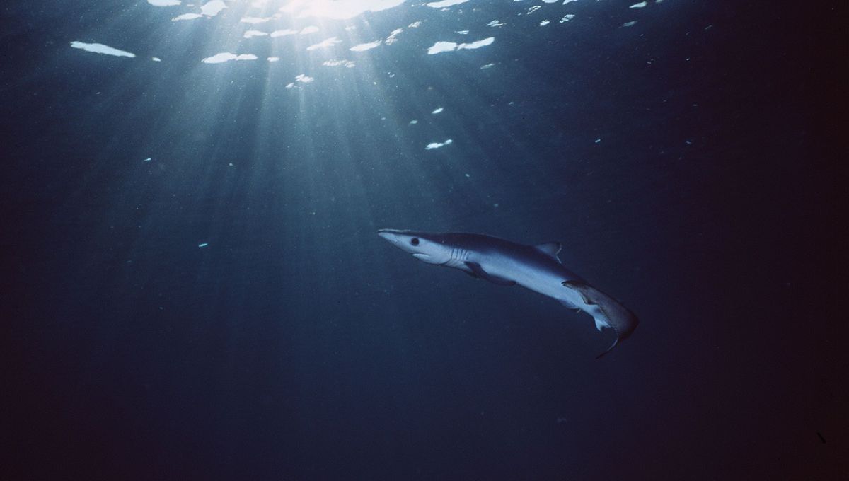 Nouvelle évacuation de plage pour cause de requin dans les Pyrénées-Orientales