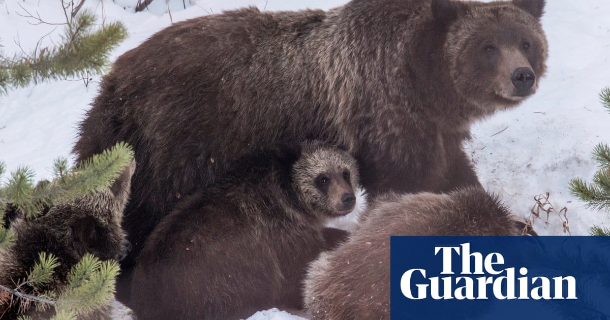 ‘Ambassador for grizzly bears’ dies after being hit by car in Wyoming