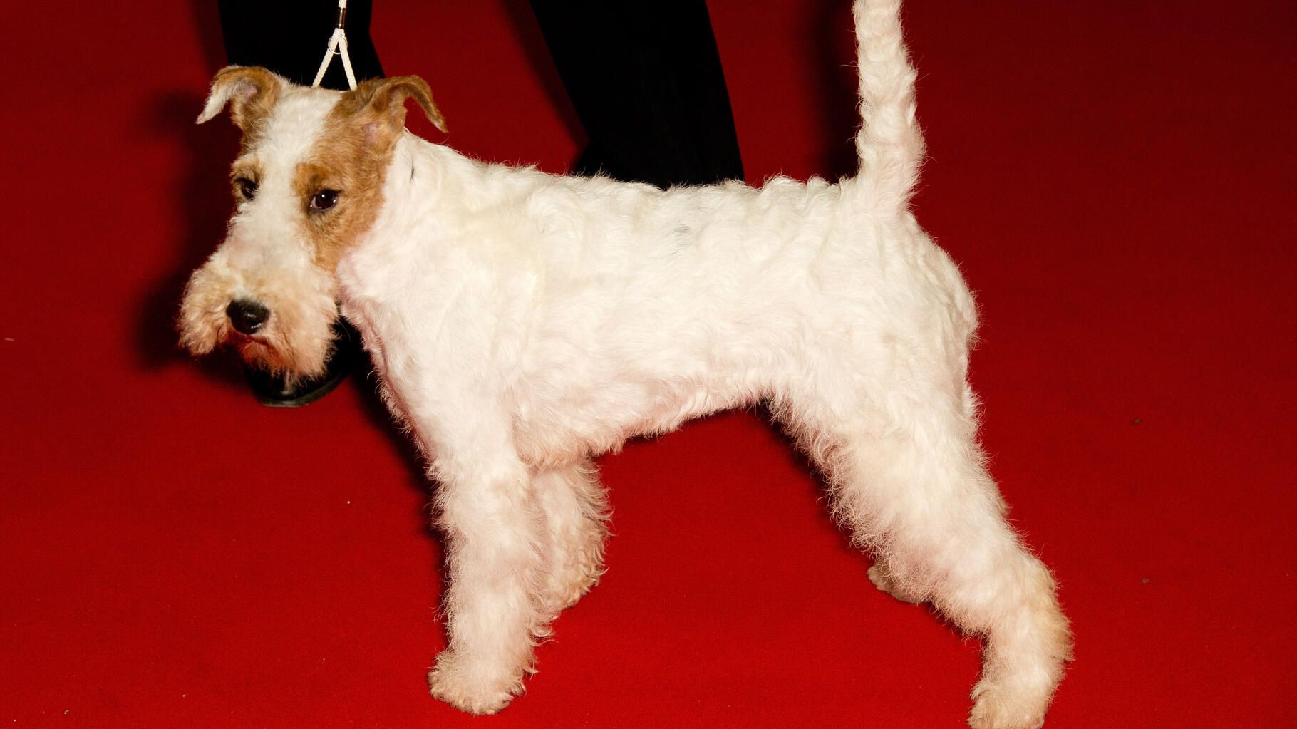 La race du chien Milou dans " Tintin ", le fox-terrier à poil dur, est en danger d’extinction