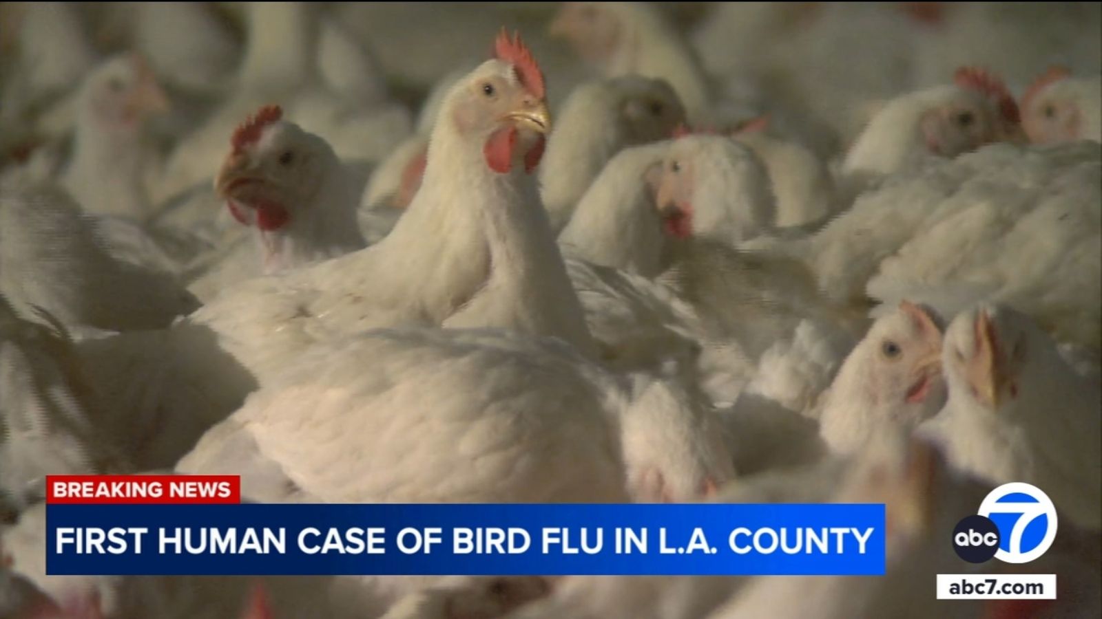 First human case of H5 bird flu detected in LA County