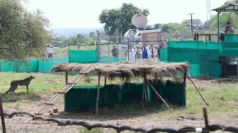 Second cheetah dies after relocation to India as part of conservation efforts