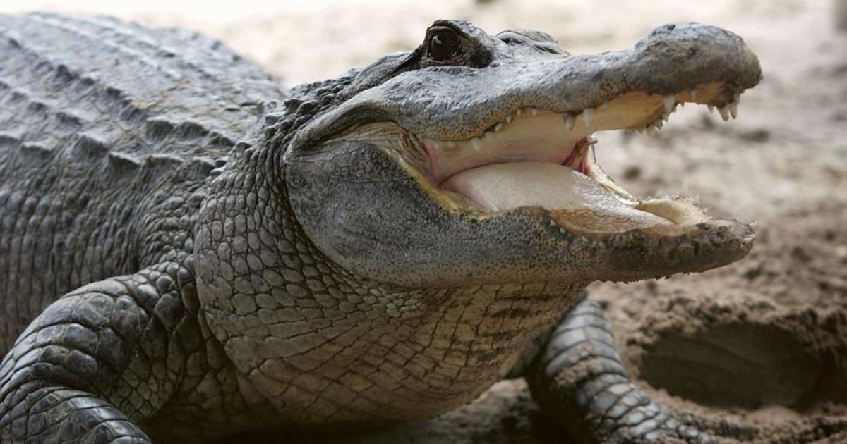 Alligator attack on Sanibel Monday