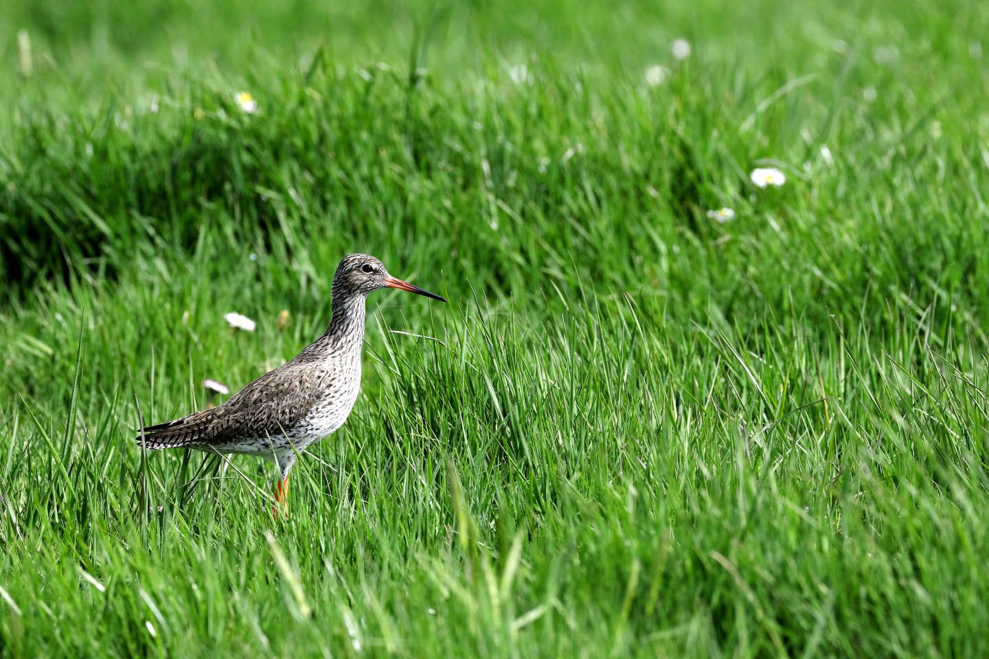 Sécheresse : avec zéro têtard et vingt fois moins d’oiseaux migrateurs, des réserves naturelles durement touchées