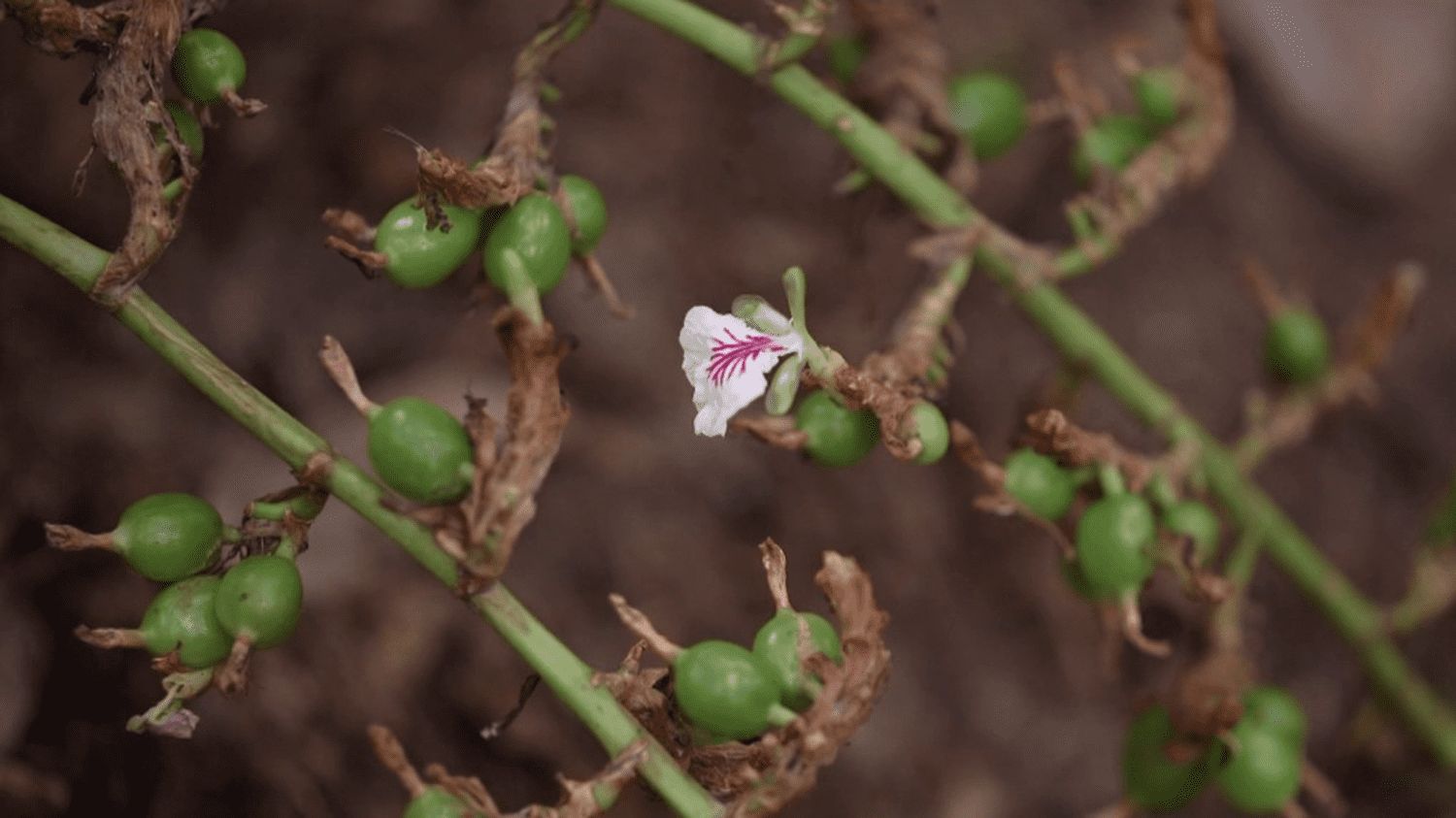 Inde : la cardamome, reine de toutes les épices