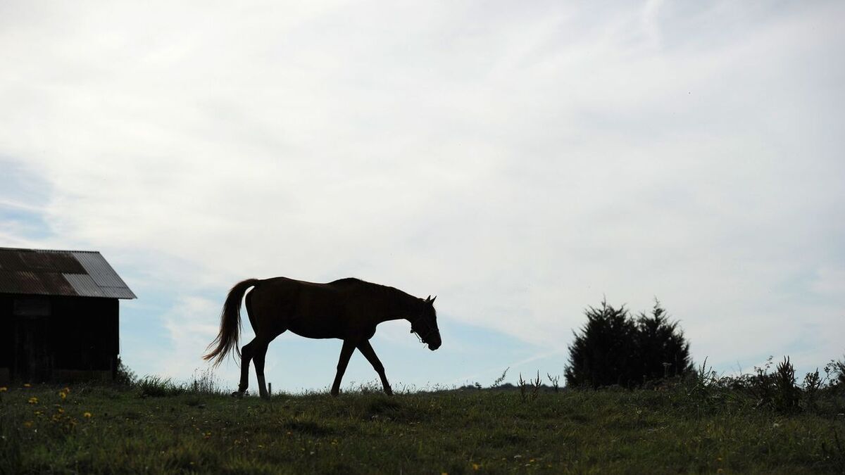 Prison avec sursis pour deux hommes qui violaient chevaux et poneys