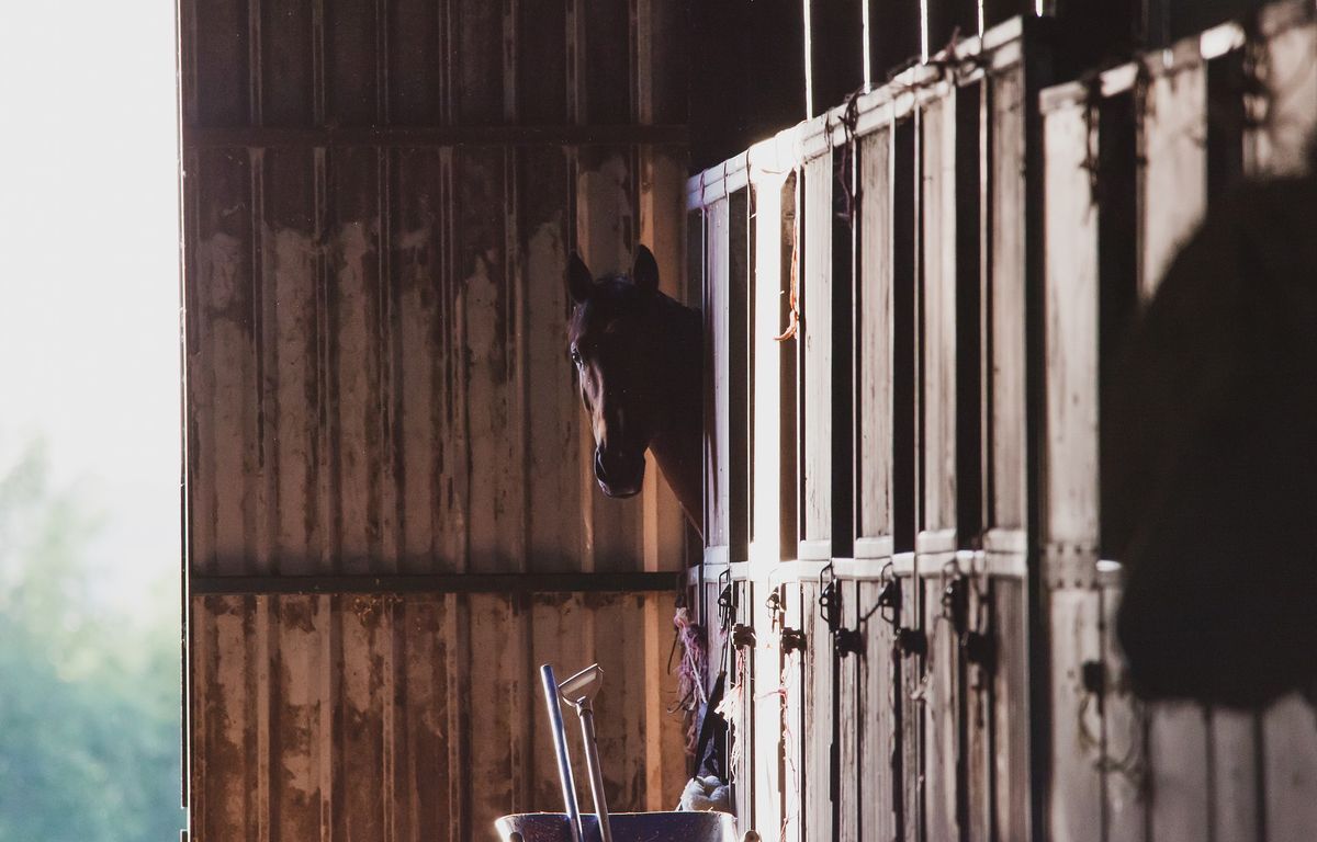 Saint-Nazaire : Deux amis condamnés pour plusieurs dizaines de viols sur des chevaux